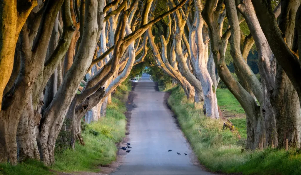 The Dark Hedges