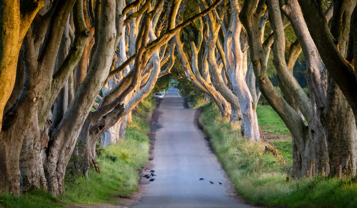 Game of Thrones Locations Dark Hedges Northern Ireland